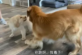 主人给金毛找了个“对象”，起初很开心，没两天就赶它走了图片