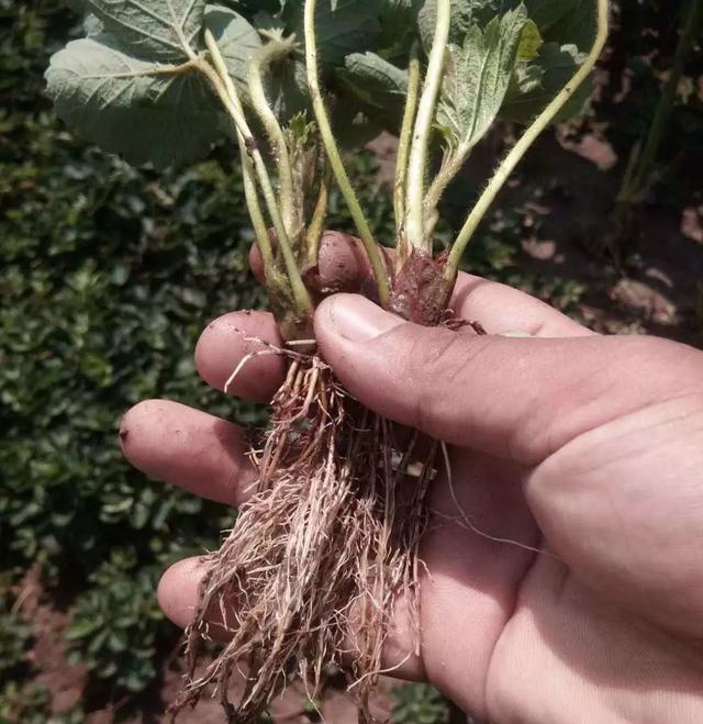 根系好，产量才高！草莓冬季要保根，但很多人不知道这5点