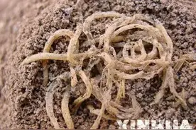 兰州拉面-甘肃人迈不过的坎图片