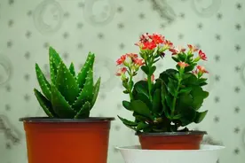 杀不死的“小黑飞”？教你4种方法，整个夏天养花，清净了图片