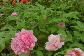 洛阳牡丹花旺销 品种牡丹150元左右一盆图片