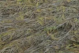 农田受灾，保险公司能给赔多少？图片