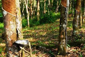 恐慌再起！橡胶大幅度下跌，基本面支撑还在，市场何时回归理性？图片