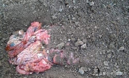 想要月季枝叶茂、开花艳，盆里用上“2种料”，效果非常好