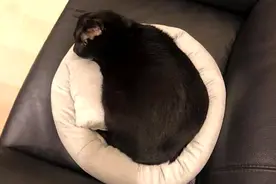 孕妈半夜被黑猫用力咬脸，痛醒后正准备发火，低头后感觉欣慰图片