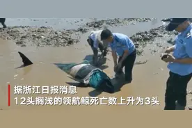 浙江临海12头领航鲸搁浅，已有3头死亡，剩余领航鲸将转移养殖场后再放归图片