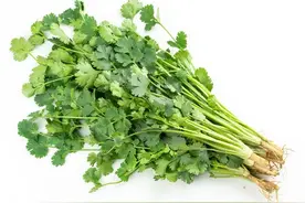 每日中药——胡荽图片
