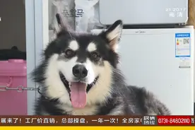 我家狗太会开锁，连换三把智能锁！是狗太聪明还是锁不行？图片
