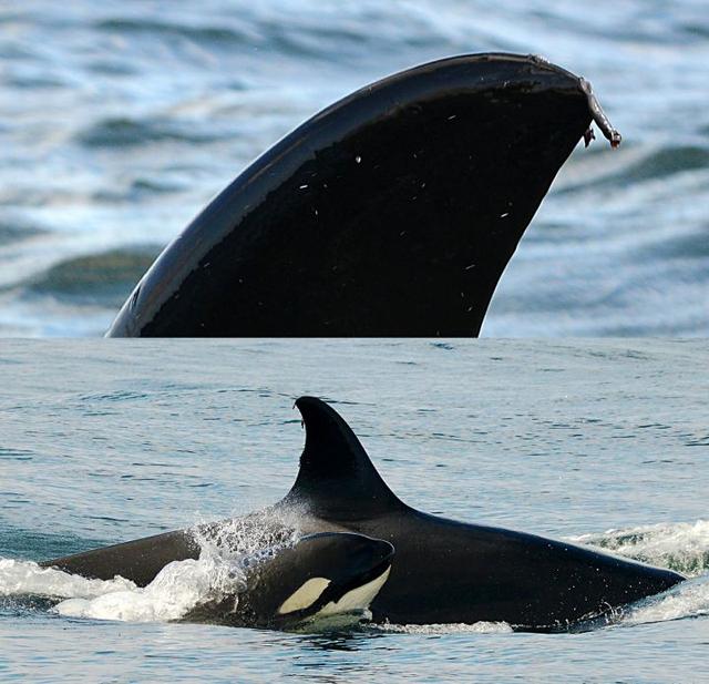 龟头里面有鸡皮疙瘩