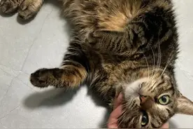 谢谢大家的爱，让传腹猫虎虎活了下来图片