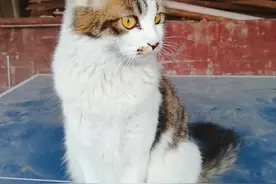 交配时，猫为什么叫声相当凄惨？人类与猫科动物又有哪些不同呢？图片