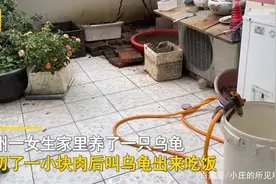 江苏一女生叫乌龟吃饭，竟“无障碍沟通”，网友：乌龟养成了狗？图片