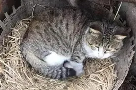 母鸡下蛋后猫咪一溜烟跑进了鸡窝，主人乐个不停：“目的”不纯图片