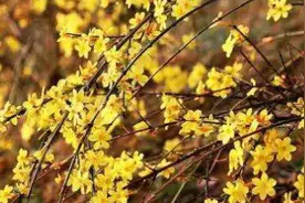 迎春花怎么养图片