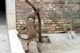 狗狗乱咬门口的树干，主人以为它在磨牙，抬头一看却愣住了图片