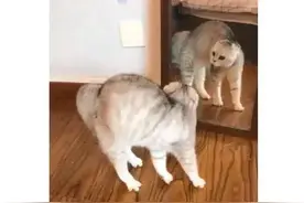 救命！我的猫照过镜子以后，变成了奇行种图片