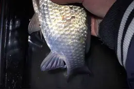 之前在济南小清河钓了一条4斤的鲤鱼，看看我昨天的鱼获吧图片
