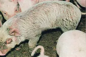 养了这么多年的猪，你真的掌握了怎样净化猪场的寄生虫吗？图片