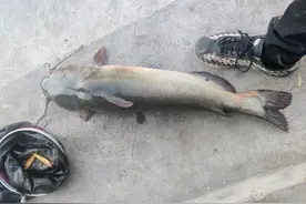 30元作钓水库，郑州男子钓到一米长外来鱼种，就是不知道该怎么吃图片