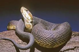 蛇还未冬眠！医院收治多例蛇咬伤患者，大都在白天被咬视频封面