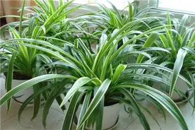 吊兰叶片弯折、干尖还黄叶，80%都是3个原因造成的，赶紧改了图片