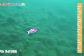鱼视角 | 高级！爱济南水下无人机带你体验做一条鱼儿的快乐图片