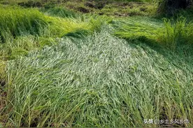 水稻倒伏怎么办，不要慌，这里有正确的防治方法，不妨来学习一下图片