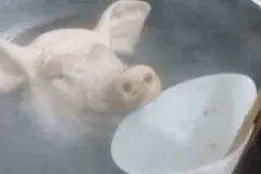 表情｜多喝热水图片
