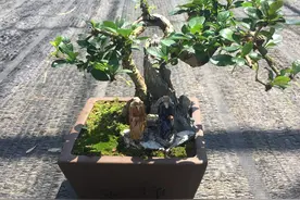 福建茶盆景，现在开花了图片