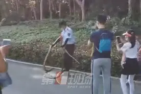 猛！两条“巨蟒”，保安徒手擒拿！步入雨季，这种情况高发图片