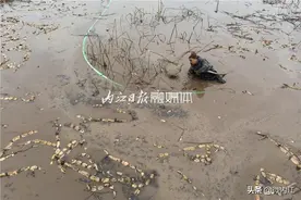 月收入过万！内江一农民泥里“淘金”——图片