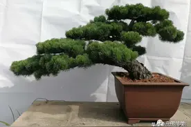 王徽江松树盆景欣赏图片