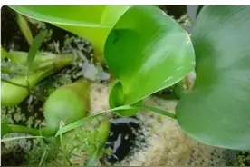 黄鳝产卵吐泡沫有什么作用？雄亲鳝是如何给卵授精的？图片