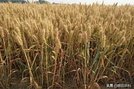 2021年，河南主推的10个小麦品种，最高亩产超800公斤以上图片