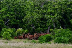 西沙东岛发现大规模野牛群，牛粪证明了来源，日本人上过岛？图片