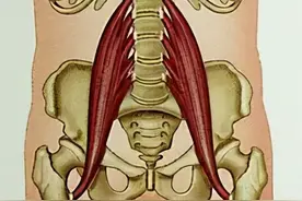 腰肌的解剖学和生物力学图片