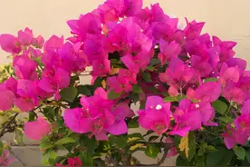 买到黄泥土的三角梅，做好三件事，在你家也能花开不停图片