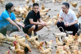 脱下军装卖农货，老兵日销土鸡蛋200万枚！图片