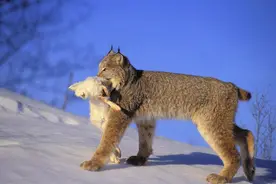 狼看见都要叫大哥的“猞猁”，在森林里到底有多厉害？图片