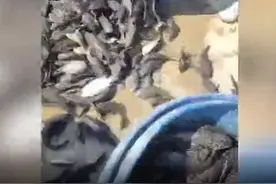 水库水面现大量死鱼，恶臭难闻！一查里面竟有10余吨……图片