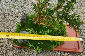 凤米黄杨，凤米黄杨图片