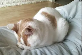 世界上最懒的十大动物，没有最懒，只有更懒图片