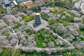 美！航拍武汉东湖樱花园五重塔 仿日本建筑和樱花同框美不胜收图片
