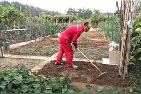 种菜的人，艳福不浅啊图片