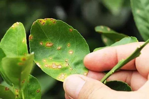 铜制剂用错要出大事！这些注意事项一定要看清楚了