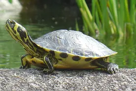 匠志萌宠科普课堂｜两栖爬行之龟鳖目中的“龟”图片