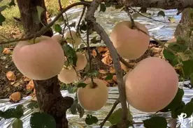 苹果反光膜铺的好不好，直接影响苹果上色效果图片