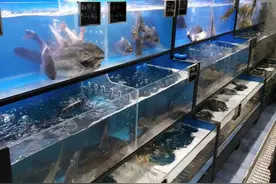 鱼缸中鱼的活度越来越差，该如何处理？图片