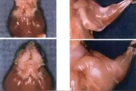 “自然”健美，一天能长1kg！那类固醇还算个什么东西？图片