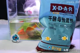 金鱼养不好，酵母来帮忙！宠物鱼的两个头疼事，一包酵母就能摆平图片